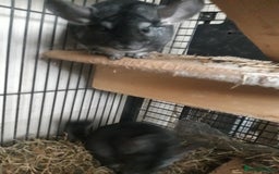 Chinchilla rodents for sale: Chinchilla pair and full set up - Image 6