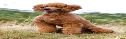 Standard Poodle dogs for sale: Apricot Standard Poodle Puppies  in Badminton - Advert 6