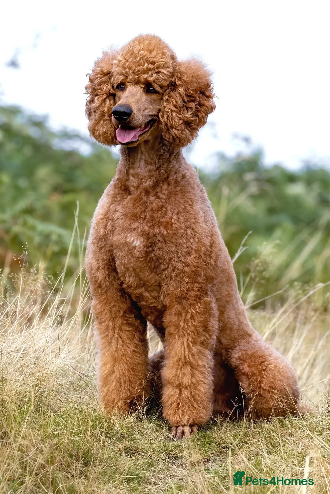 Standard Poodle dogs for sale: Apricot Standard Poodle Puppies  in Badminton - Advert 6