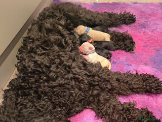 Labradoodle dogs Australian Labradoodle Puppies - Advert 1