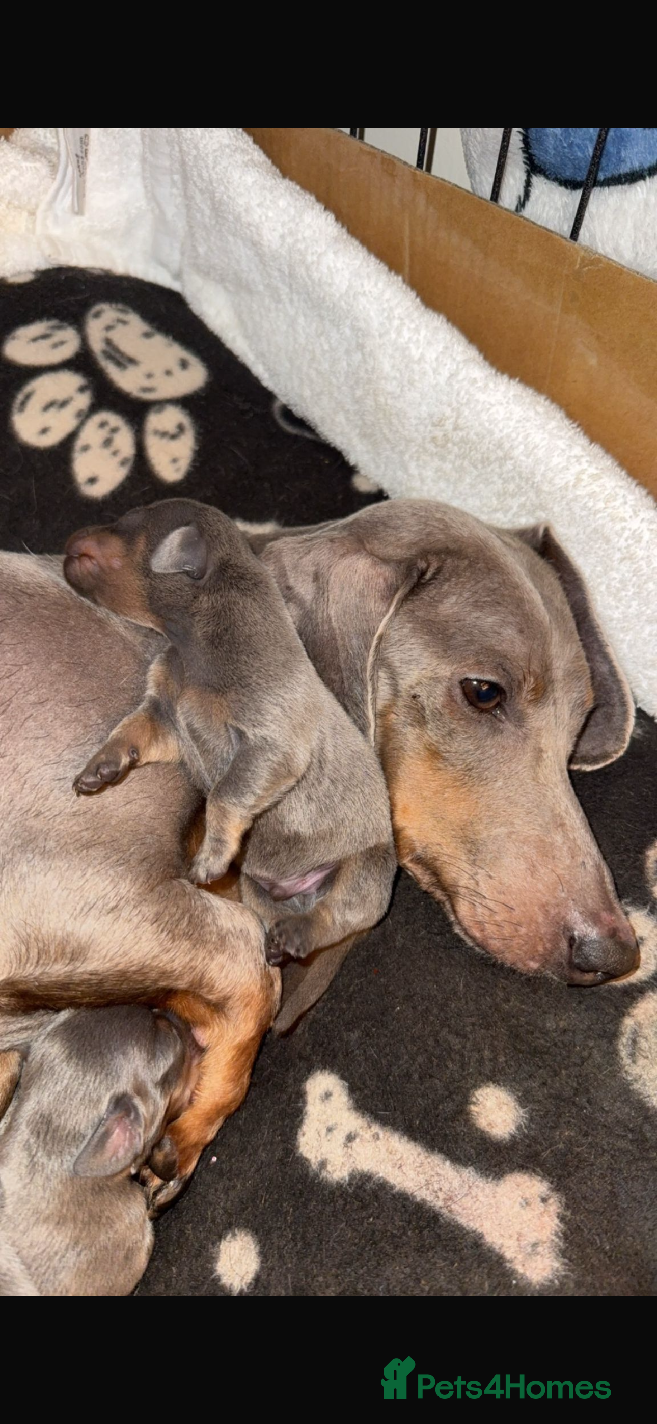 Dachshund dogs Dachshund puppies  - Advert 4