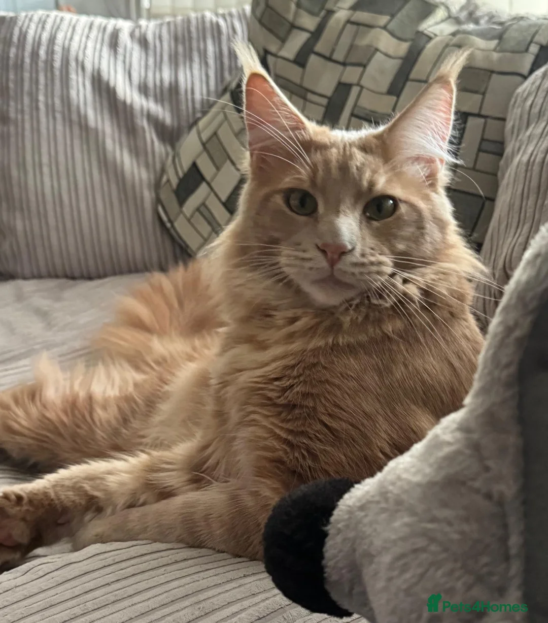 Maine Coon cats for stud: Pedigree active registered Maine coon boy for stud - Advert 1