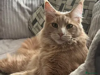 Maine Coon cats Pedigree active registered Maine coon boy for stud - Advert 3