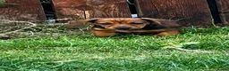 Miniature Dachshund dogs for sale: 🐾 Mini Dachshund Puppies – Ready Now 🐾 - Advert 3