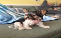 Biewer Terrier dogs for sale: 🐾Last Male Puppy Availavle- Meet Max!🐾 - Image 8