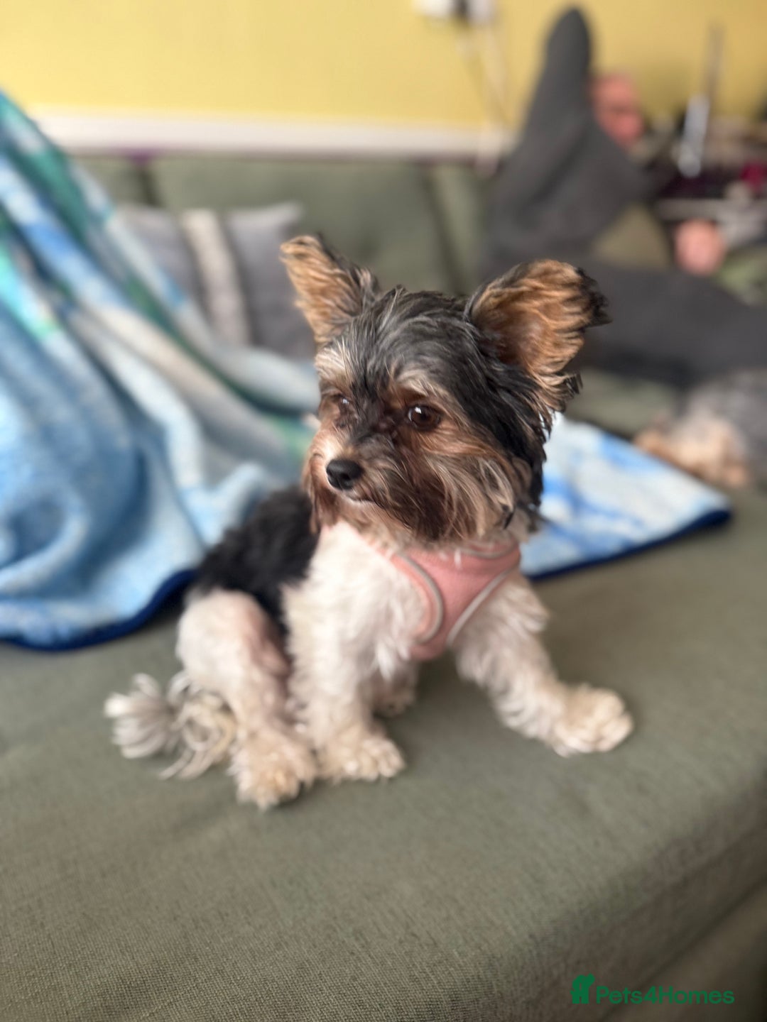 Biewer Terrier dogs for sale: 🐾Last Male Puppy Availavle- Meet Max!🐾 - Image 8