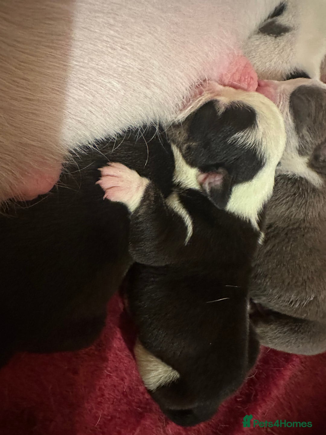English Bulldog dogs for sale: 🌟 health tested parents 🌟 - Image 36