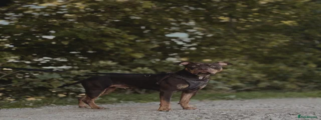 Frank
