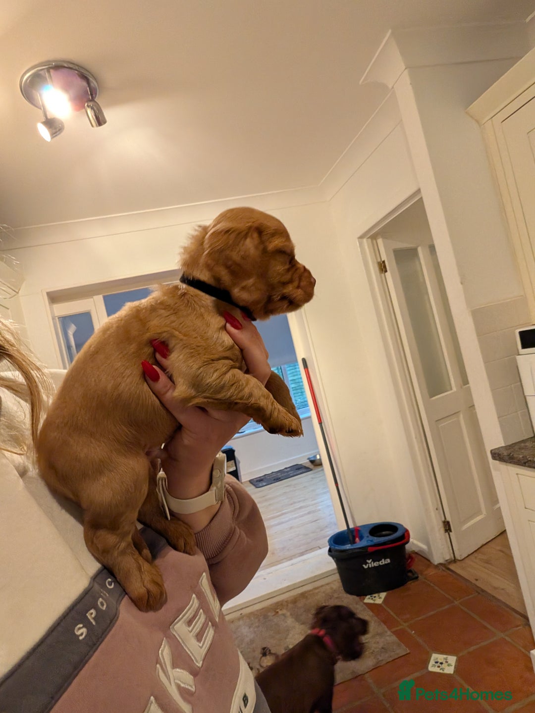 Cocker Spaniel dogs for sale: 1 MALE KC DNA CLEAR PUP TO RESERVE - Advert 4