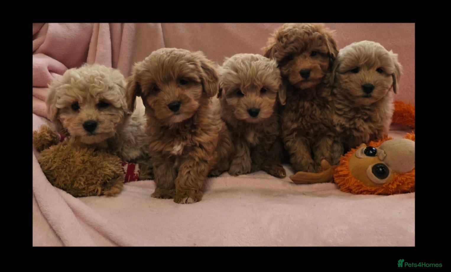Cockapoo dogs Cockapoo Pups - Advert 2