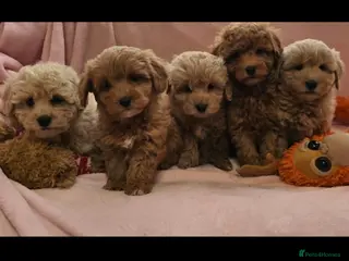 Cockapoo dogs Cockapoo Pups - Advert 2