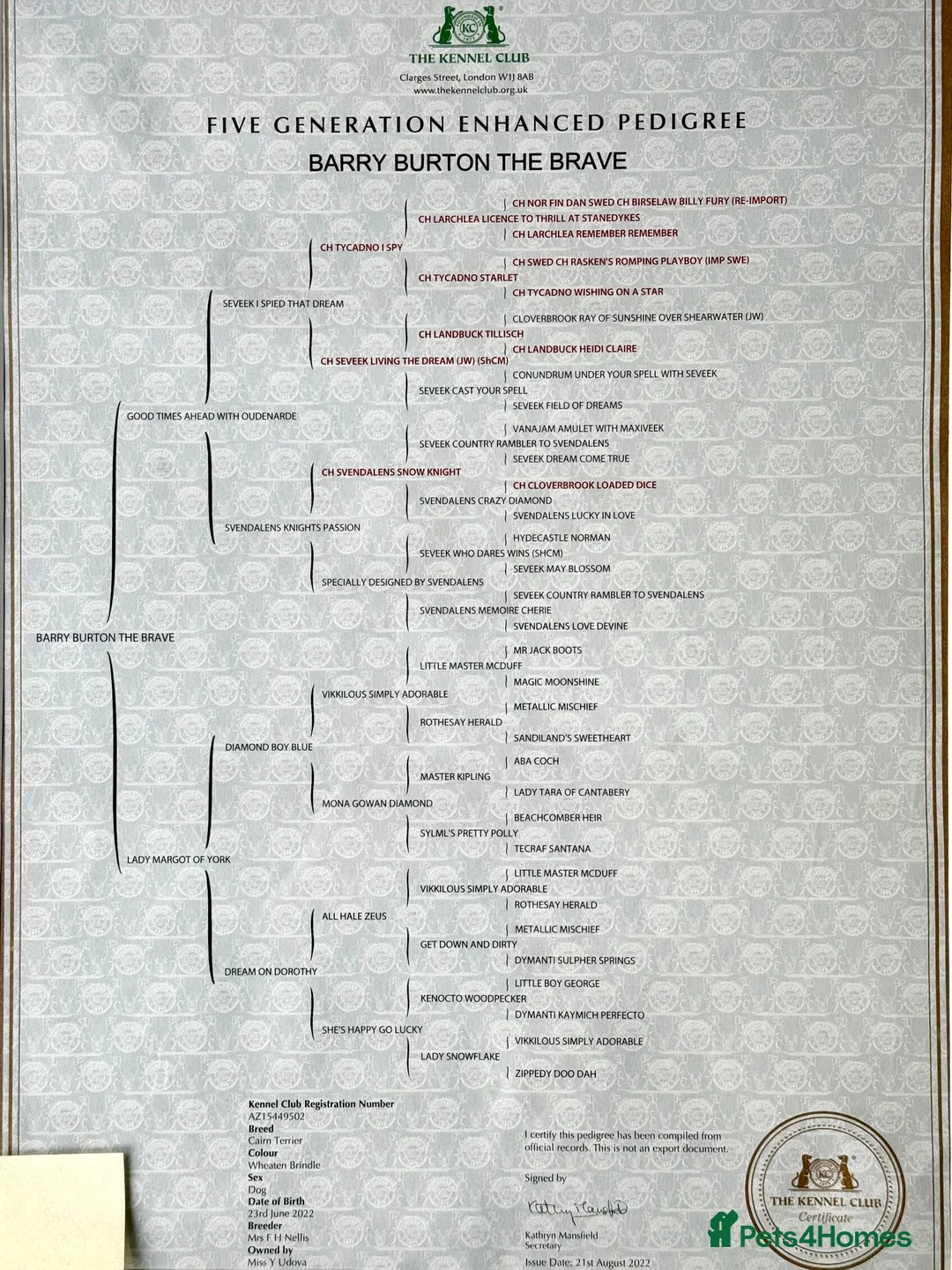 Cairn Terrier dogs for stud: Proven KC Registered Show Dog for Stud - Advert 10