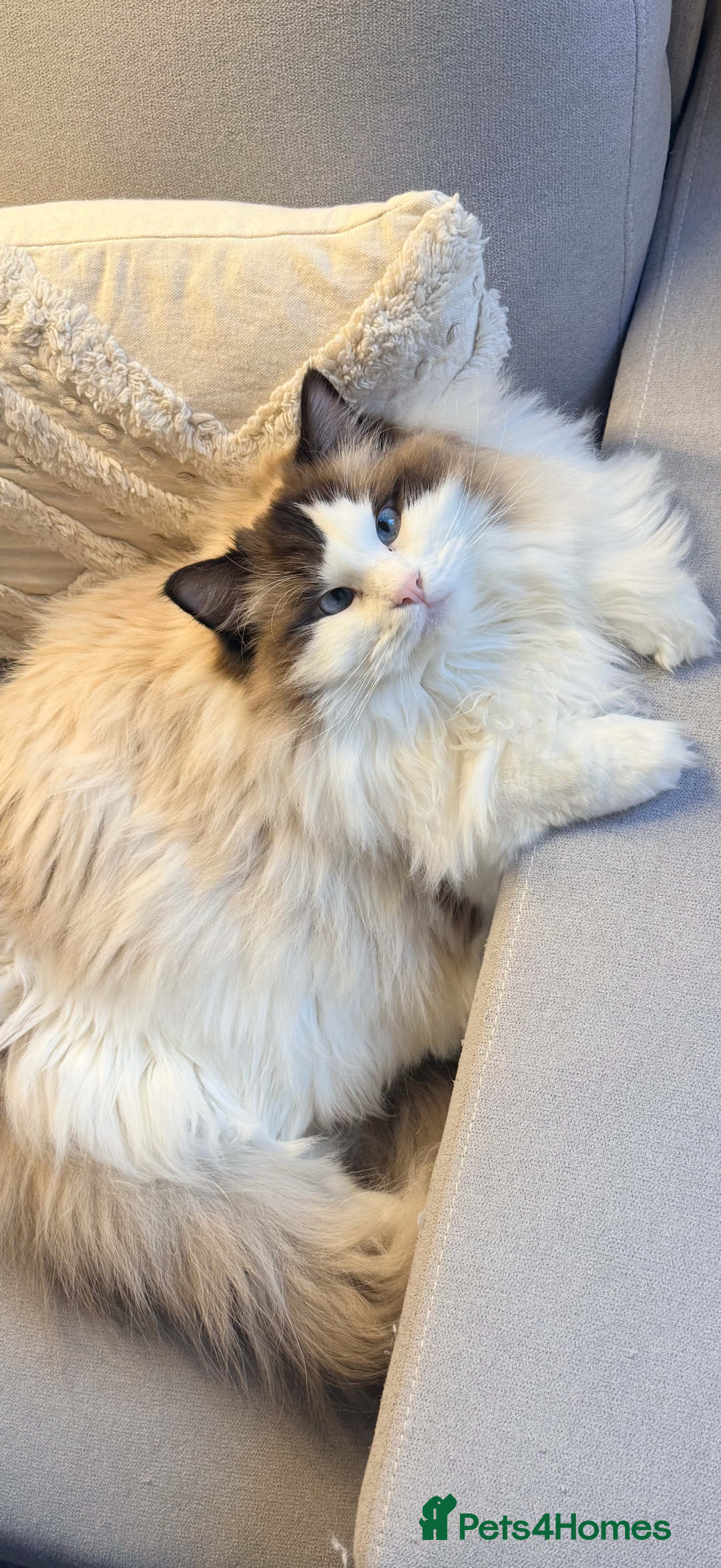 Ragdoll cats for sale: 10 Month Female GCCF Ragdoll Seeking Forever Home - Advert 1