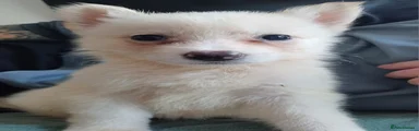 Shepsky 3