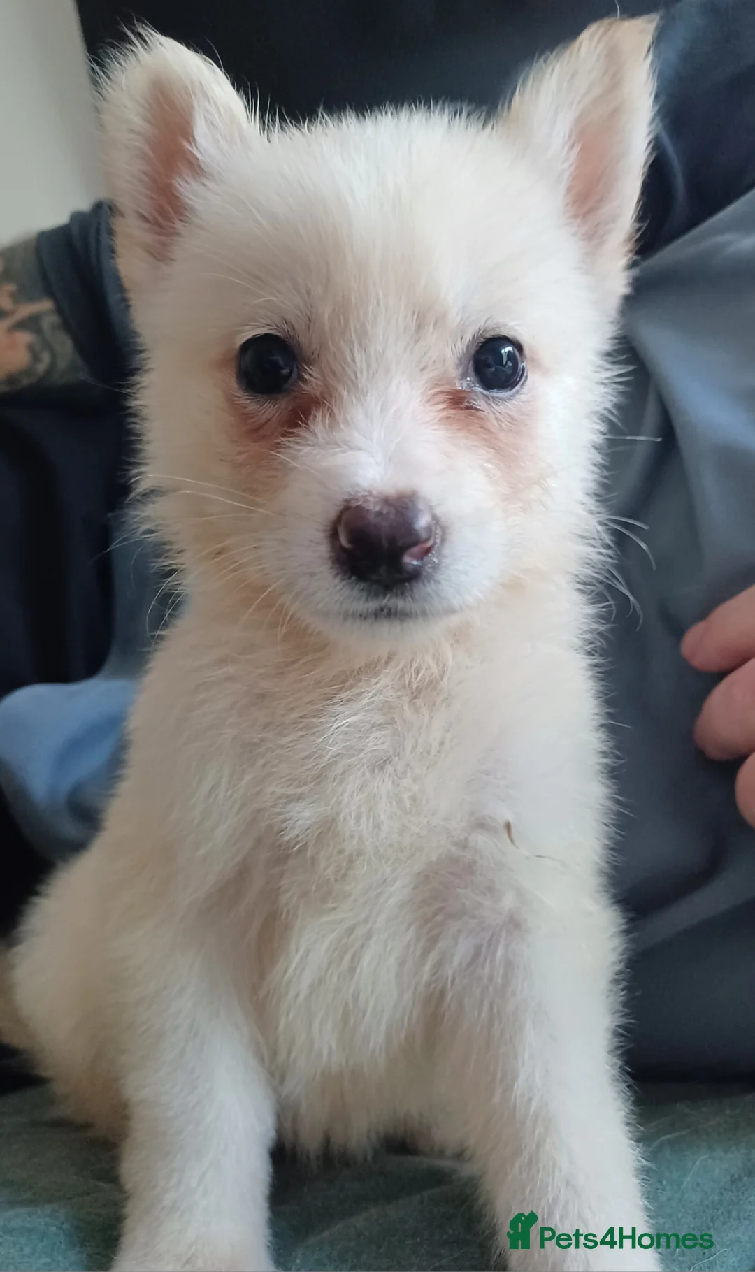 Shepsky dogs for sale: 3 shepsky pups - Advert 1