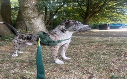 Mixed Breed dogs for sale: Catahoula leopard dog x Staffordshire Bull terrier - Image 3