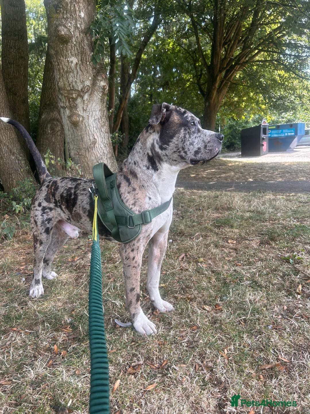 Mixed Breed dogs for sale: Catahoula leopard dog x Staffordshire Bull terrier - Image 3