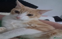 British Shorthair cats for sale: Two female cats - Image 8