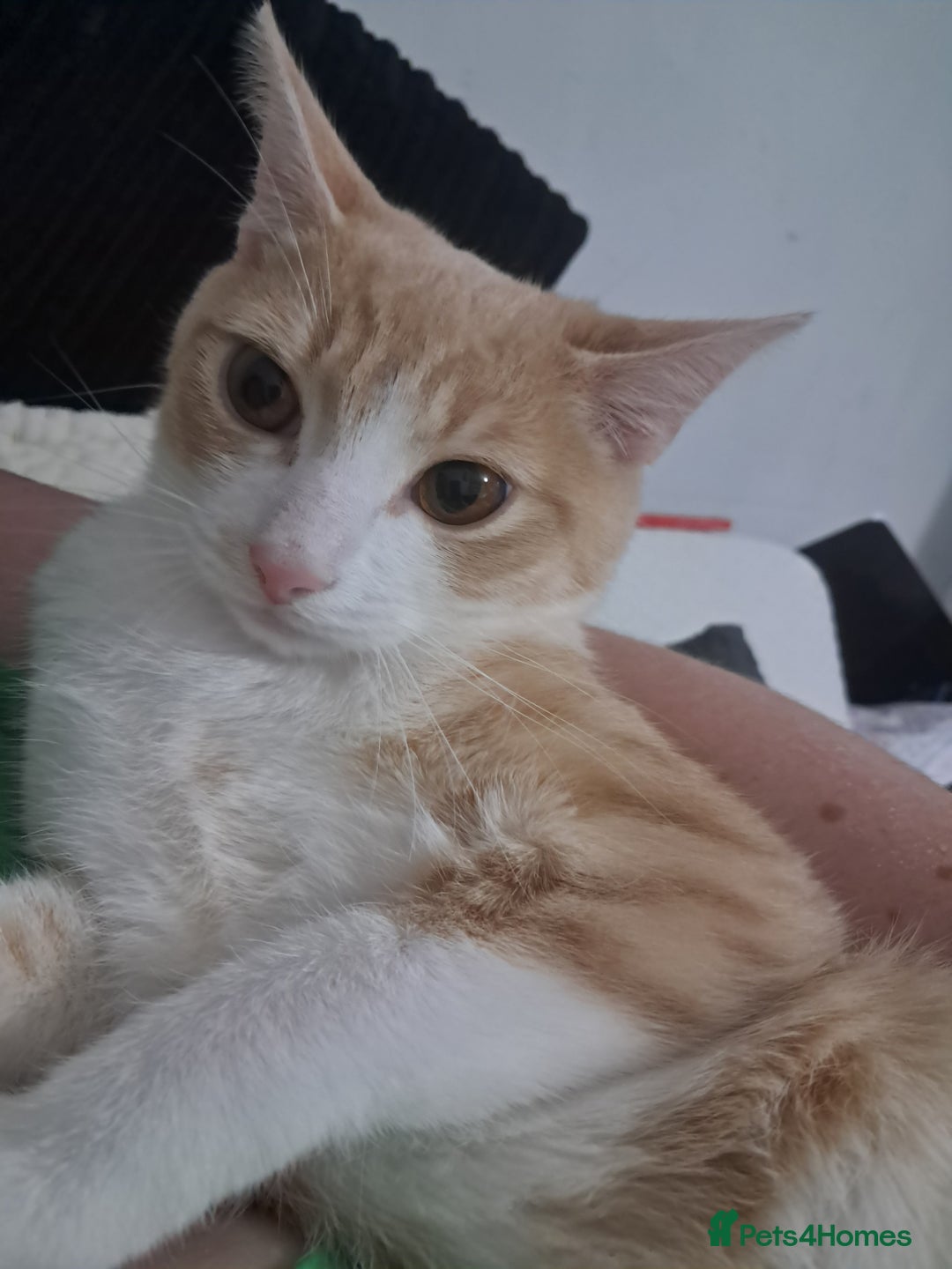 British Shorthair cats for sale: Two female cats - Image 8