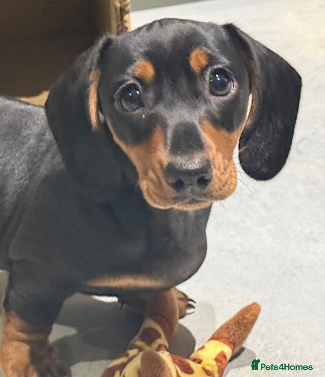 Miniature Dachshund dogs for sale: Ruby and Marley pups - Advert 24