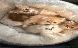 Persian cats for sale: Adorable Persian Kittens  - Image 2
