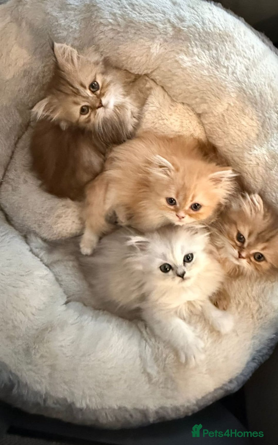 Persian cats for sale: Adorable Persian Kittens  - Image 2