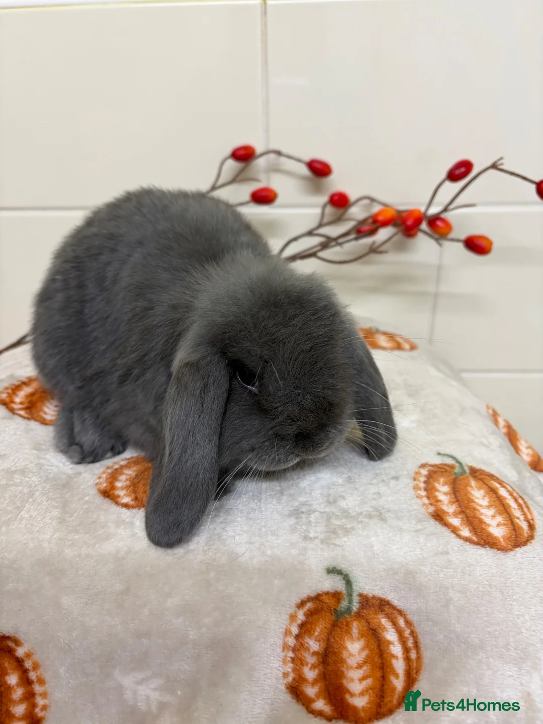 Mini Lop rabbits for sale: Stunning litter of mini lops ready now  - Advert 8