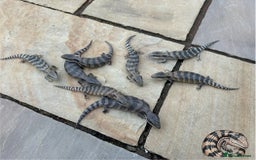 Skink reptiles for sale: Australian Eastern Blue Tongue Skink babies - Image 1