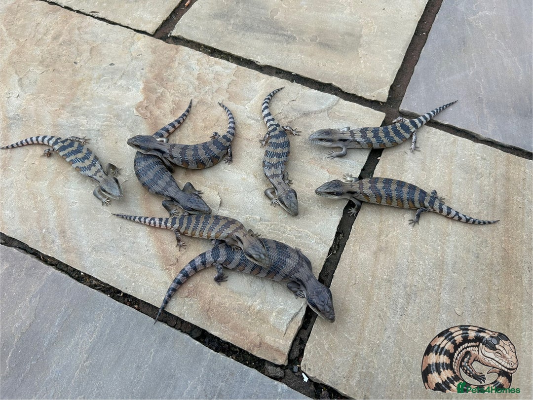 Skink reptiles for sale: Australian Eastern Blue Tongue Skink babies - Image 1