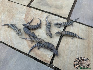 Skink reptiles for sale - Advert 1