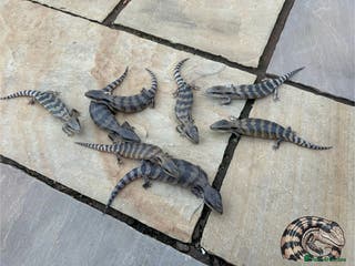 Skink reptiles Australian Eastern Blue Tongue Skink babies - Advert 19
