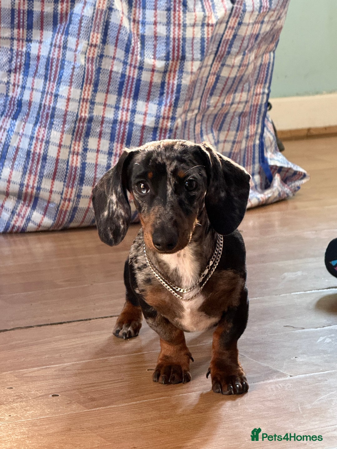 Miniature Dachshund dogs for sale: Rocky  - Image 9