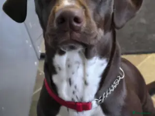 Springador dogs Bright People Focused Dog - Advert 1