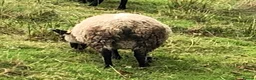 Sheep livestock for sale: Rare patterns pedigree Shetland tup lamb in Machynlleth - Advert 4
