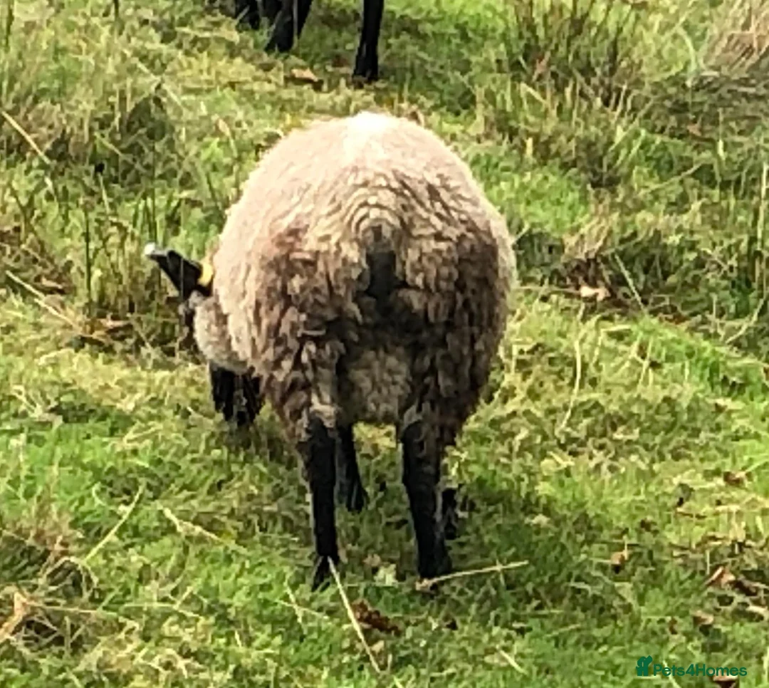 Sheep livestock for sale: Rare patterns pedigree Shetland tup lamb in Machynlleth - Advert 4