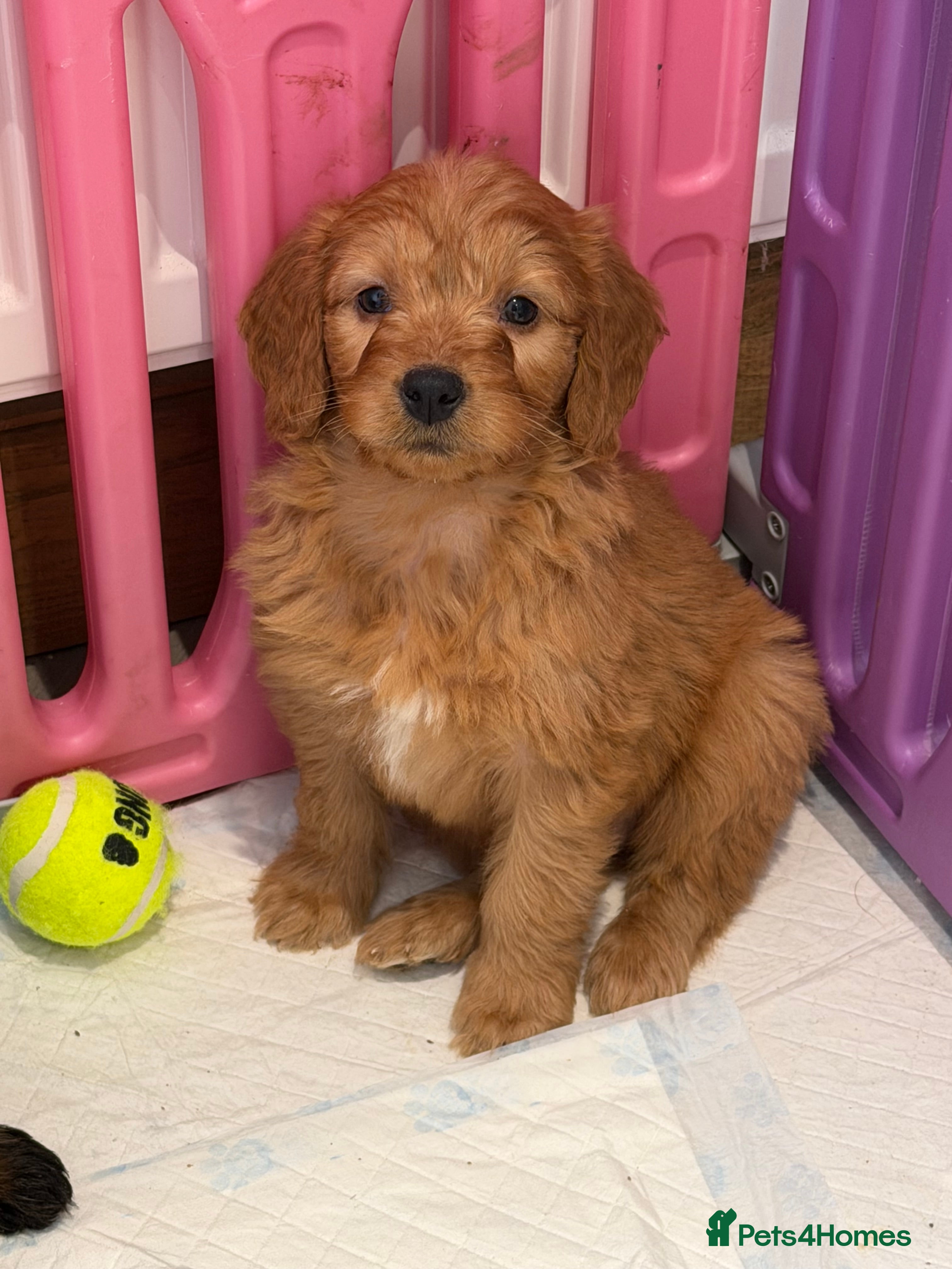 Mini Goldendoodle dogs Ready now Lovely Golden doodle puppies ready now  - Advert 2