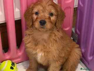 Mini Goldendoodle dogs Ready now Lovely Golden doodle puppies ready now - Advert 2