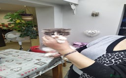 Domestic Shorthair cats for sale: Peanuts babies  - Image 2