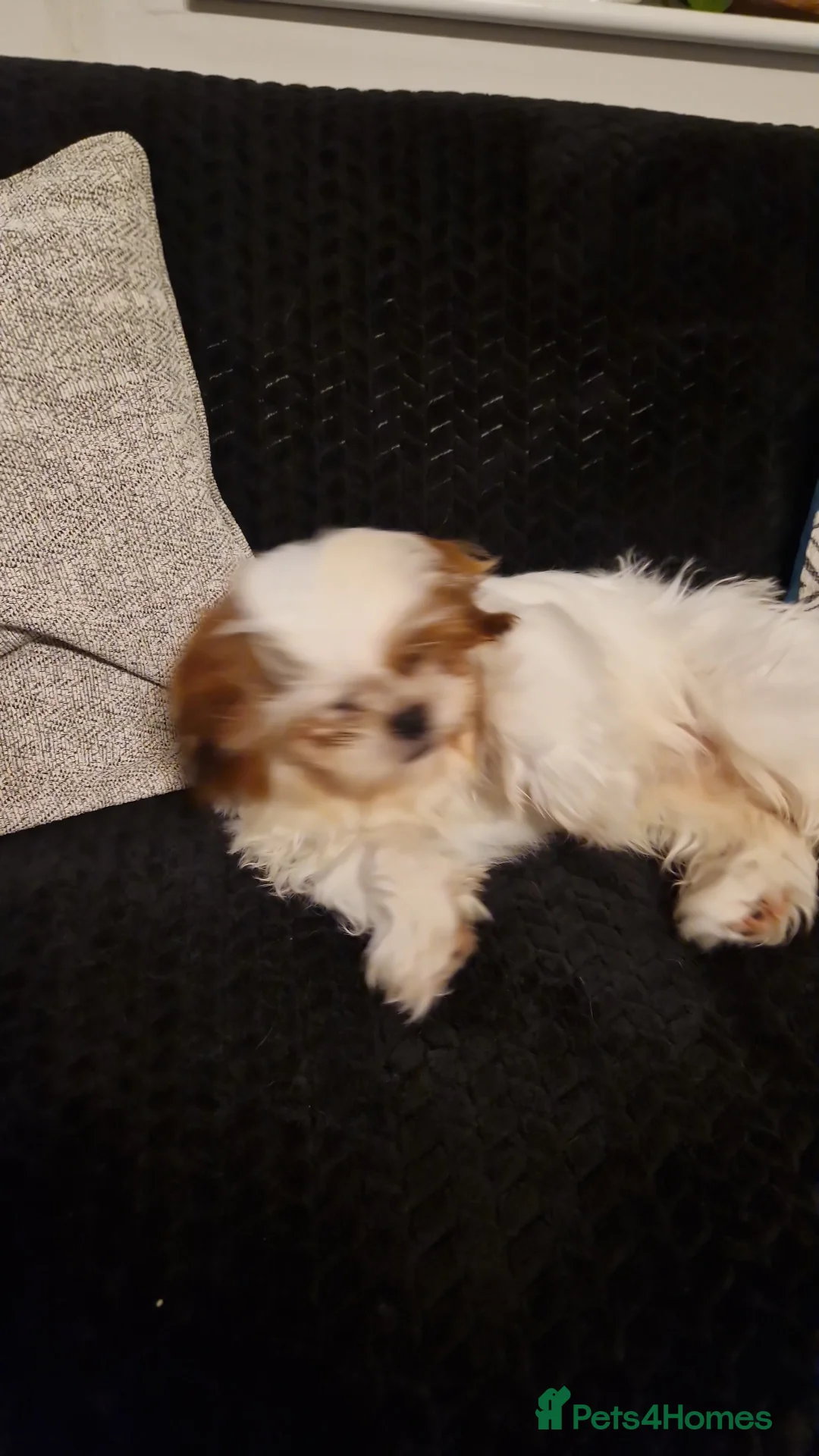Shih Tzu dogs for sale: Shih tzu puppies  - Advert 10
