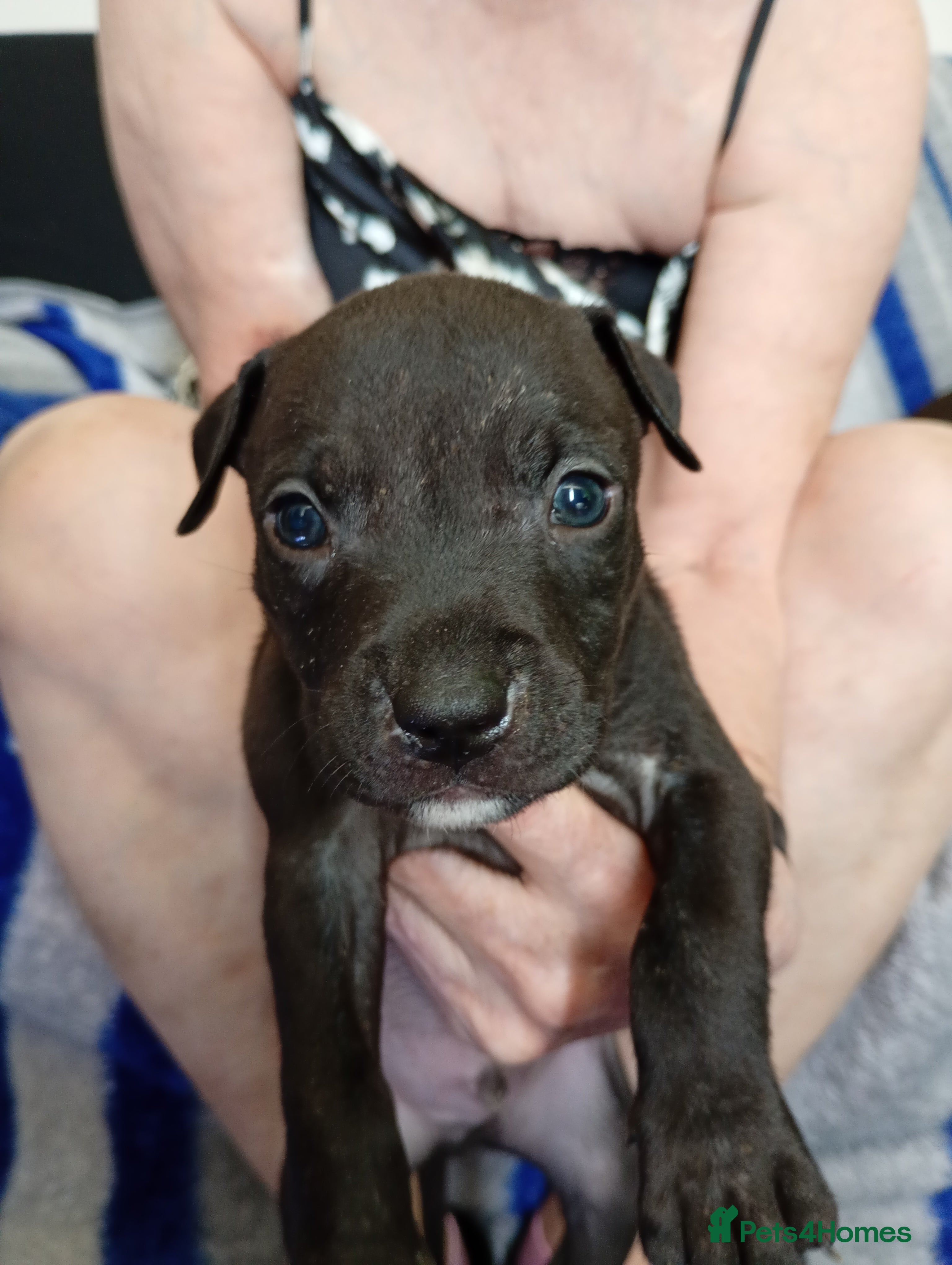 Mixed Breed dogs Staffie Mix litter of 10 (open to offers) - Advert 17
