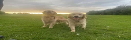 Golden Retriever dogs for sale: Stunning KC Registered Golden Retriever Puppies 🐾 - Advert 3