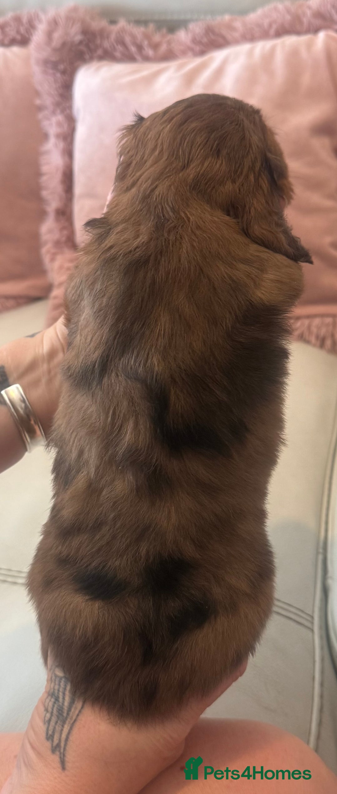 Miniature Dachshund dogs for sale: KC REG Long Hair Miniature Dachshund x 3 Red Boys - Image 13