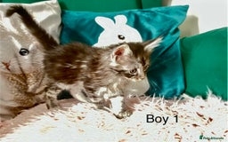 Maine Coon cats for sale: XXL Maine Coon kittens 🔥rare Black Smoke  - Image 14
