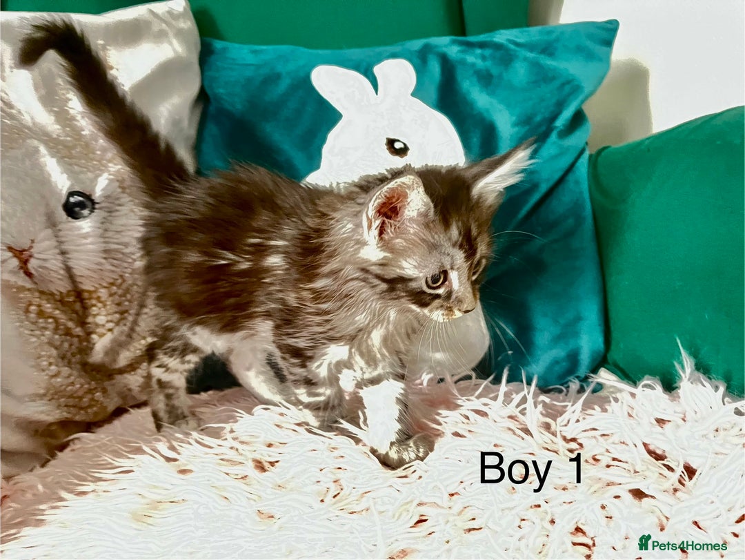 Maine Coon cats for sale: XXL Maine Coon kittens 🔥rare Black Smoke  - Image 14