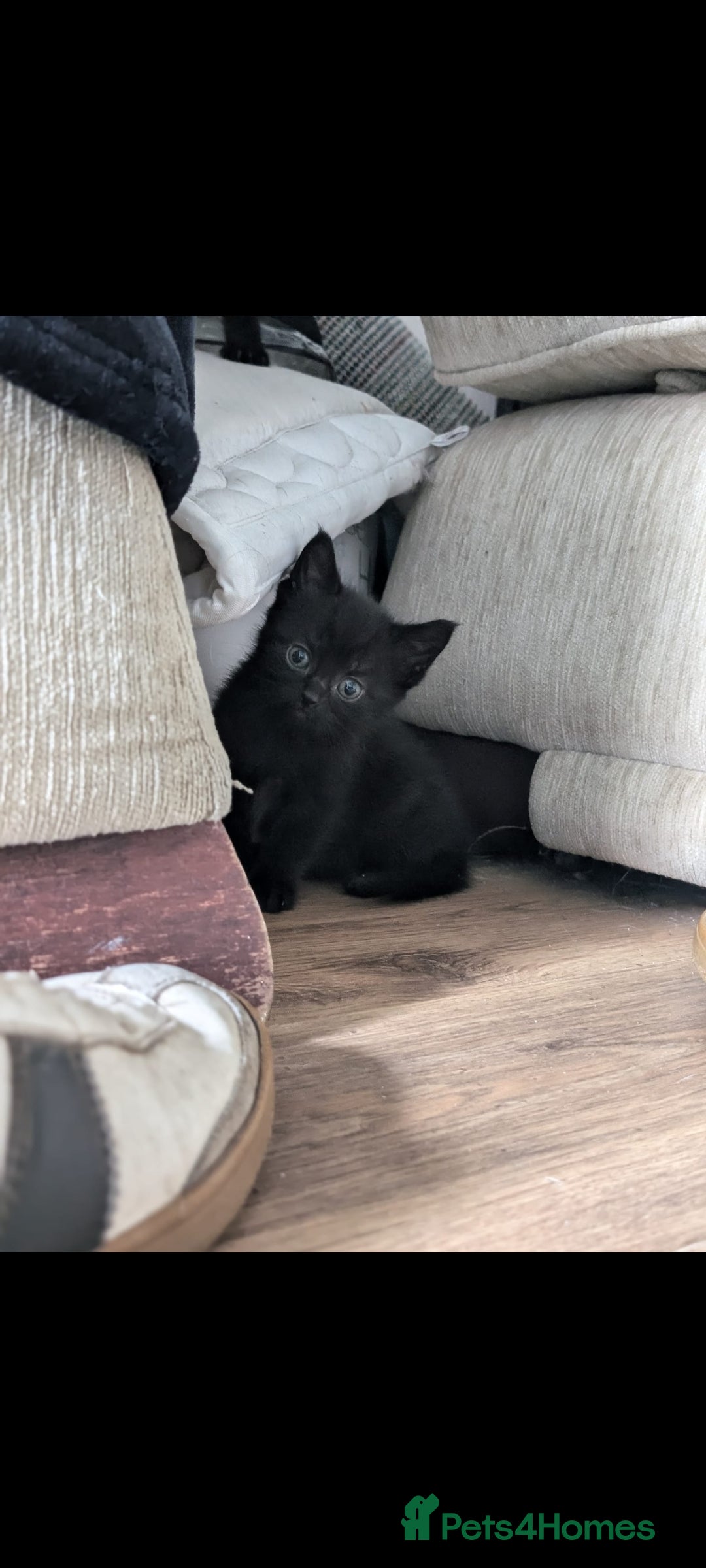 British Longhair cats for sale: Beautiful gorgeous kittens for sale - Image 13