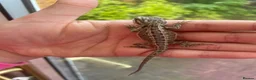 Bearded Dragon reptiles for sale: Super friendly bearded dragons - Advert 16