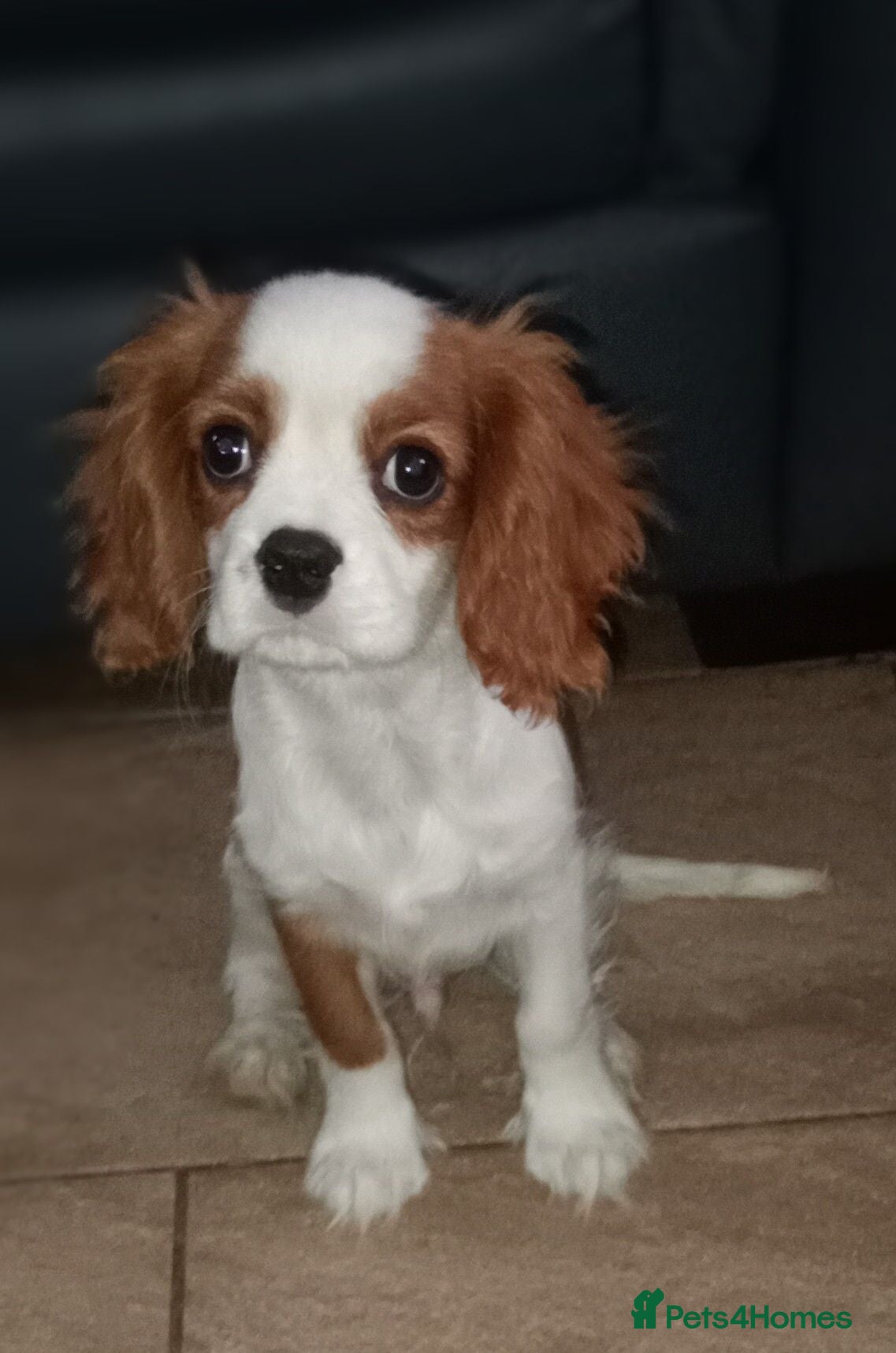 Cavalier King Charles Spaniel dogs LAST boy DNA tested KC health tested Cavalier   - Advert 8