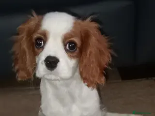 Cavalier King Charles Spaniel dogs LAST boy DNA tested KC health tested Cavalier - Advert 1
