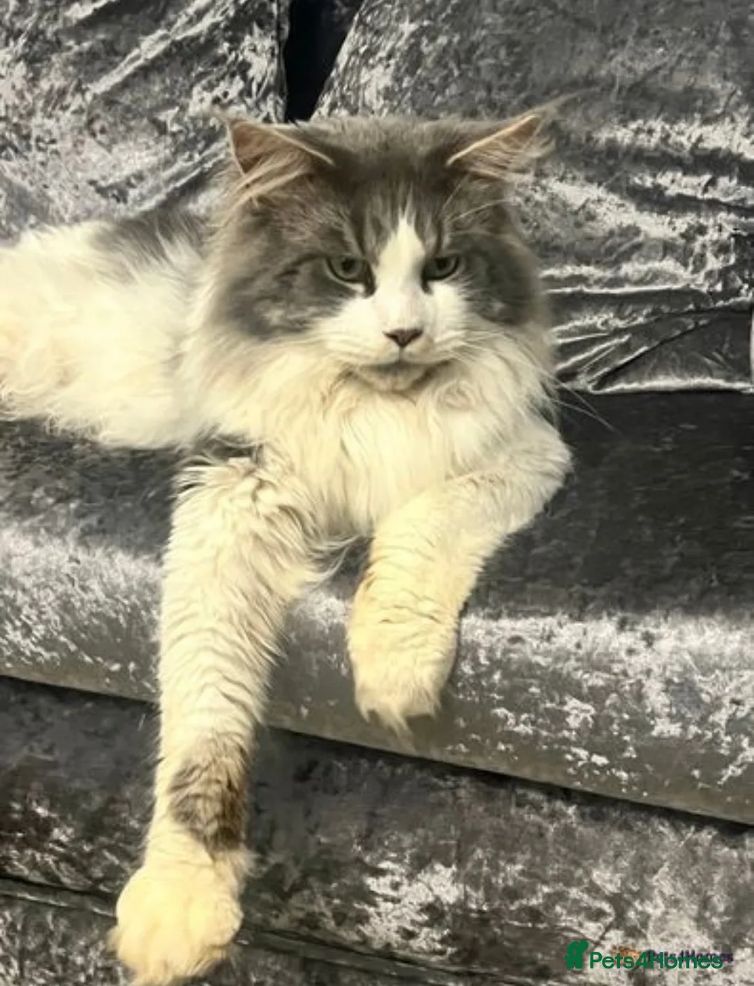 Maine Coon cats for stud: AVAILABLE XL BIG BOY FOR STUD DUAL REGISTRATION  in Winsford - Advert 3