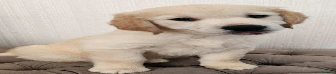 Golden Retriever Puppy 1